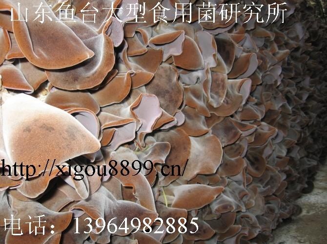 供应毛木耳菌种